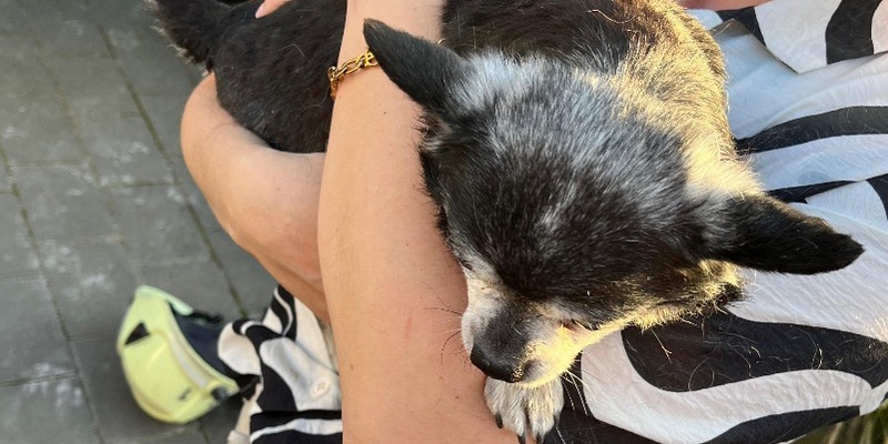 FW Dinslaken: Hund aus Notlage befreit - Foto: presseportal.de