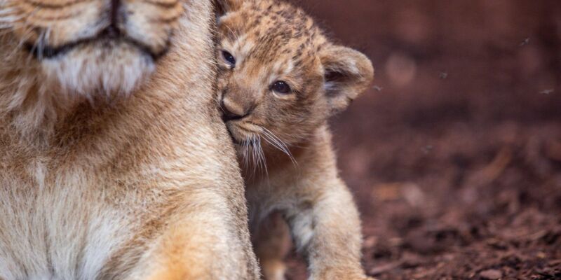 Der fast acht Wochen alte kleine Löwe aus dem Schweriner Zoo hat nun einen Namen. Er heißt Santosh. (Archivbild) - Foto: Jens Büttner/dpa