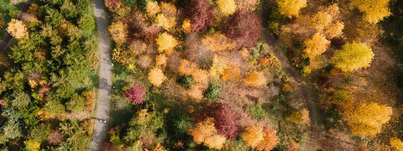 Gelb, orange, rot: Die Wälder haben im Herbst einen ganz eigenen Reiz, denn das Laub der Bäume verfärbt sich. (Archivbild) - Foto: Sebastian Kahnert/dpa