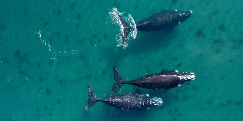 Nach der Konferenz müssen Staaten die Worte nun in Taten umsetzen, fordern Verbände. (Archivbild) - Foto: Maxi Jonas/dpa