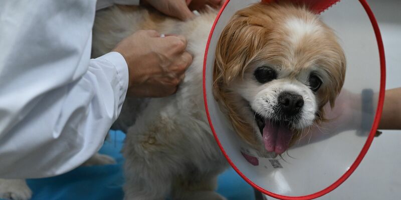 Für Haustiere kann man in China auch maßgeschneiderte Torten zu Geburtstagen oder gar Hochzeiten anfertigen lassen. - Foto: Johannes Neudecker/dpa