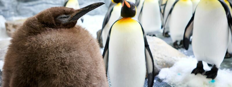 Der kugelrunde Pesto ist zum Social-Media-Star avanciert. - Foto: Uncredited/SEA LIFE Melbourne/AP/dpa