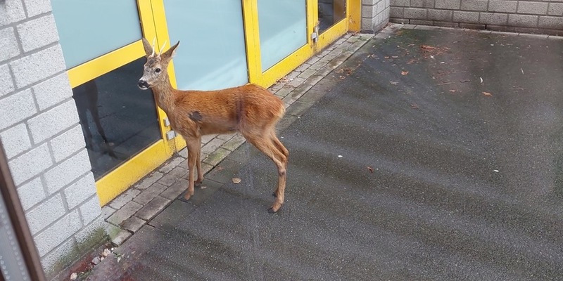 POL-KLE: Kreis Kleve - Achtung Wildunfälle! So verhalten Sie sich richtig - Foto: presseportal.de