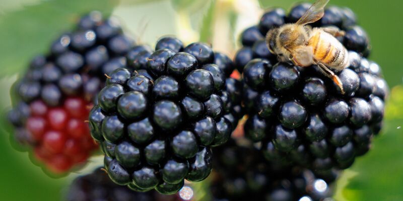 Schwarz, rot, lila: Die Brombeere zeigt in unterschiedlichen Reifegraden die Parteifarben von CDU, SPD und BSW auf (Archivbild).  - Foto: Friso Gentsch/dpa