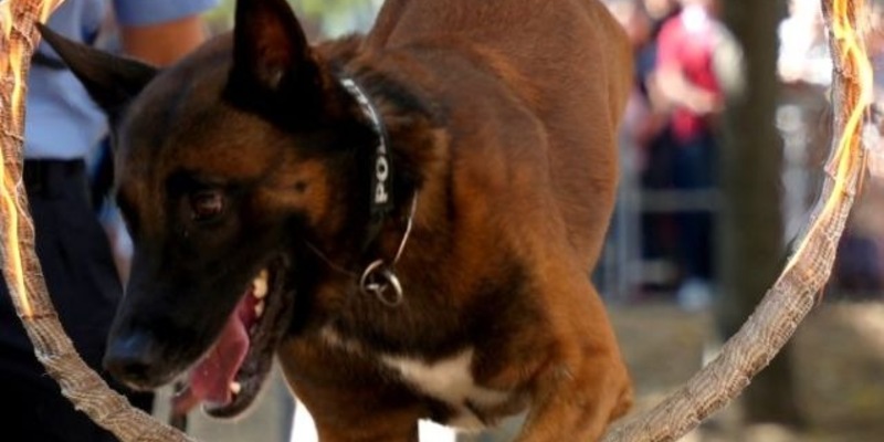POL-F: 240925 - 0946 Frankfurt - Sachsenhausen: Diensthund Astor zeigt vollen Einsatz - Foto: presseportal.de