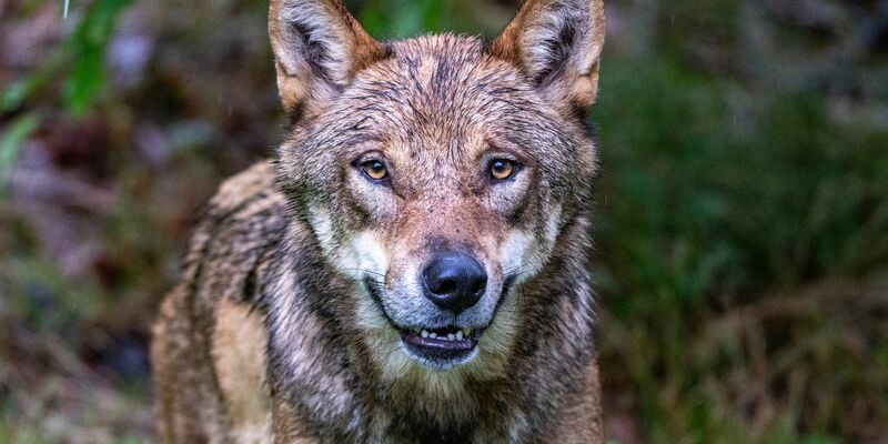 Wölfe könnten künftig einfacher abgeschossen werden. (Archivbild) - Foto: Armin Weigel/dpa