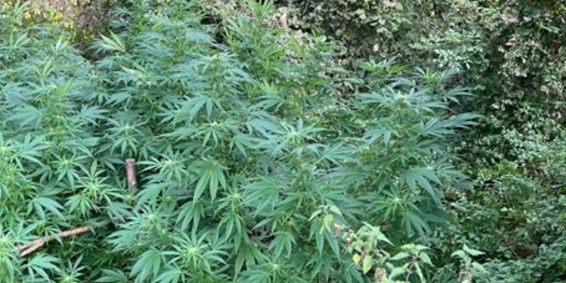 POL-EU: Cannabispflanzen entdeckt - Foto: presseportal.de