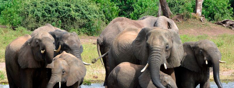 Elefanten trinken Wasser im Chobe-Nationalpark. (Archivbild) - Foto: Charmaine Noronha/AP/dpa