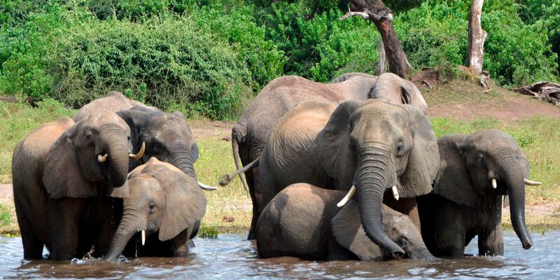 Eine Elefantenherde im Chobe-Nationalpark im Norden Botsuanas (Archivbild). - Foto: Charmaine Noronha/AP/dpa