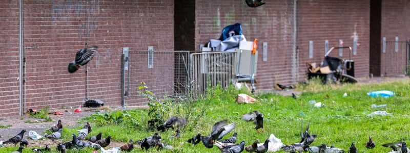 Tauben picken Essensreste aus Mülltüten und anderen Abfällen, die auf der Wiese direkt hinter dem Duisburger Hochhaus «Weißer Riese» liegen. (Archivbild) - Foto: Christoph Reichwein/dpa