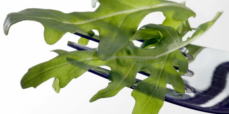 In Österreich wurde das Bakterium Salmonella Umbilo in Proben von Rucola aus Italien nachgewiesen. (Archivbild) - Foto: picture alliance / dpa