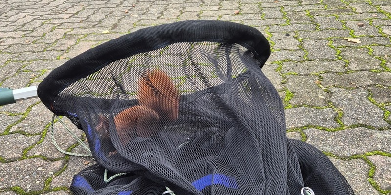FW Bad Segeberg: Tierische Verfolgungsjagd im Modehaus - weitere Einsätze in den vergangenen Tagen - Foto: presseportal.de
