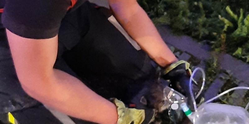 FW-M: Katzen sterben bei Zimmerbrand (Laim) - Foto: presseportal.de