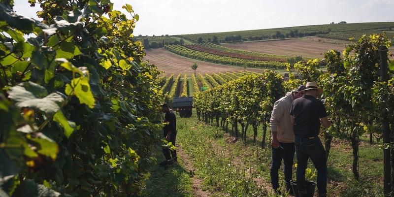 Weingut Zwölberich startet mit neuem Team und Neuausrichtung seiner Marke in die Zukunft - Foto: presseportal.de