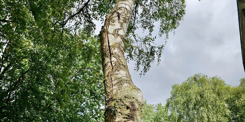 FW Hünxe: Gefahr durch gespaltenen Baum - Feuerwehreinsatz in Bruckhausen - Foto: presseportal.de