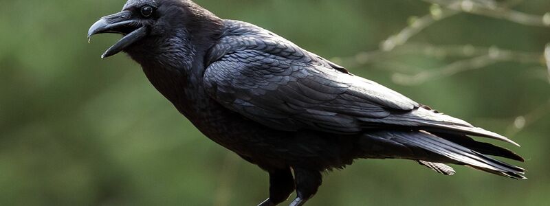 Schlechte Eltern werden als «Rabeneltern» bezeichnet, dabei ist dieser Vogel sehr fürsorglich, wenn es um den eigenen Nachwuchs geht. (Archivbild) - Foto: picture alliance / ZB