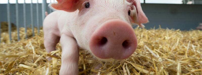 Schweine werden oft als schmutzig bezeichnet. Dabei ist eigentlich das Gegenteil der Fall. (Archivbild) - Foto: Sebastian Kahnert/dpa-Zentralbild/dpa