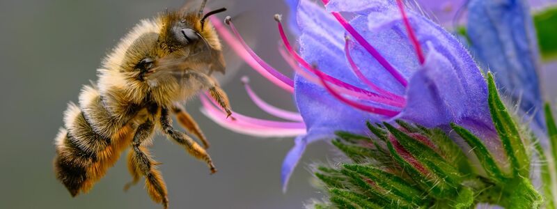 Fleißige Bienchen? Die gestreiften Insekten sind jedoch gar nicht so tüchtig, wie man meint. (Archivbild) - Foto: Patrick Pleul/dpa