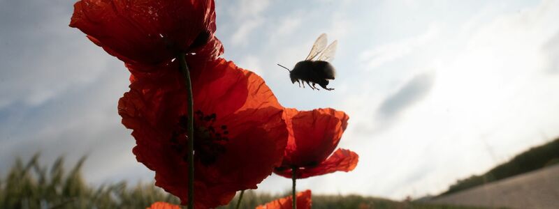 Die Vielfalt der Insekten ist stark gesunken (Symbolbild). - Foto: Sebastian Gollnow/dpa