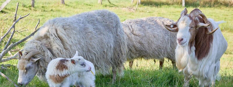 «Flumo» ist ein ganz normales kleines Lamm und keine Mischung aus Ziege und Schaf. (Archivbild) - Foto: Georg Wendt/dpa