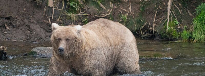 Kann Braunbärin Grazer in diesem Jahr ihren Titel verteidigen? (Archivbild) - Foto: F. Jimenez/National Park Service/AP/dpa