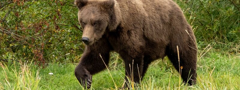 Für den Bären-Nachwuchs gibt es einen Junior-Wettbewerb. - Foto: C. Cravatta/National Park Service/AP/dpa