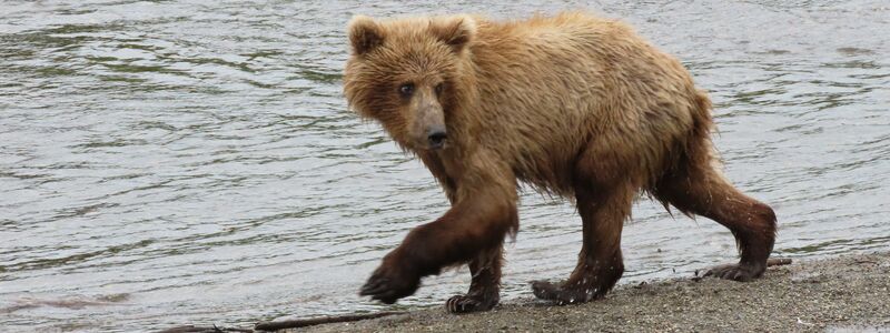 Im Sommer müssen die Braunbären vor der Winterruhe anspecken. - Foto: T. Carmack/National Park Service/AP/dpa