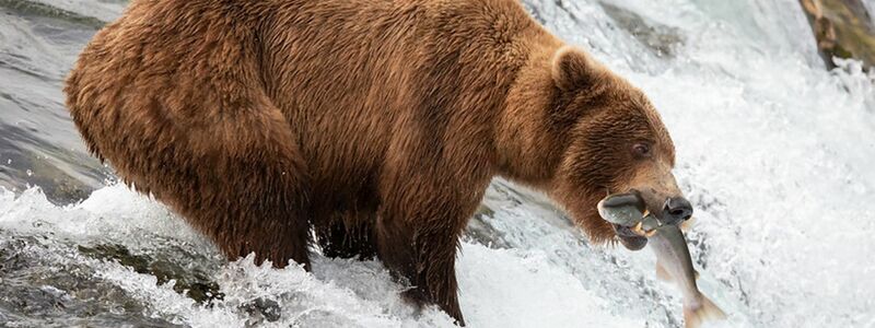 Die Braunbärin 402 hat den Angriff eines männlichen Bären nicht überlebt. - Foto: -/Katmai National Park and Preserve/dpa