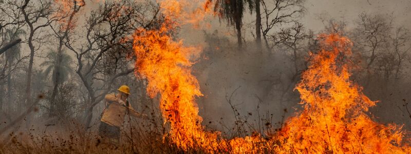 Feuer waren die Hauptursache für den großen Waldverlust. (Archivbild) - Foto: Diego Cardoso/dpa