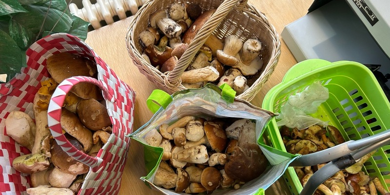 HZA-SI: Die Pilz-Saison ist eröffnet - ZOLL leitet Bußgeldverfahren gegen Pilzsammler ein - Foto: presseportal.de