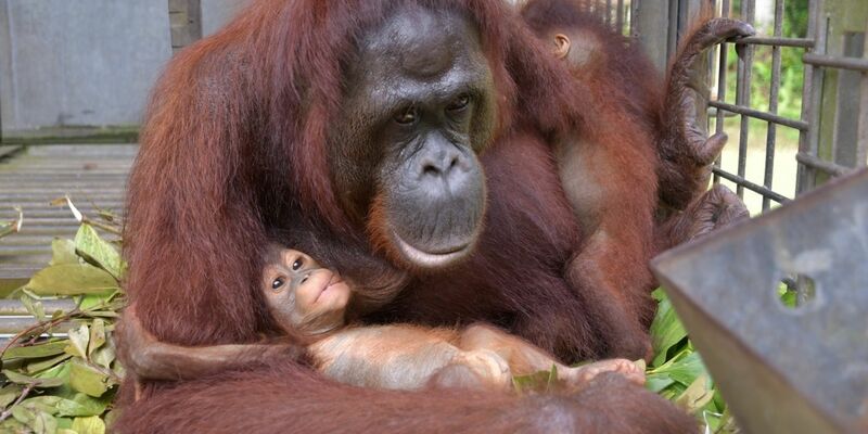 Plötzlich trug Du zwei Babys an der Brust. - Foto: Bos Foundation/dpa