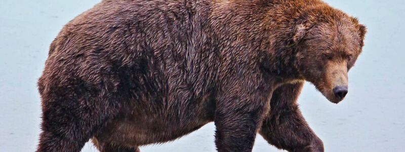 Chunk hat am Ende des Sommers ordentlich an Gewicht zugenommen. - Foto: E. Johnston/National Park Service via AP/dpa