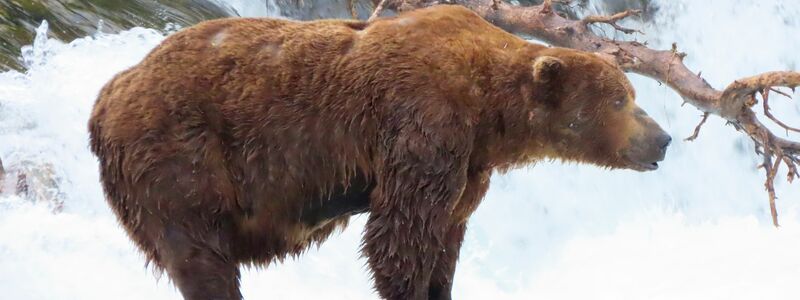 Das Bärenweibchen Grazer ist zu Beginn des Sommers noch recht mager.  - Foto: T. Carmack/National Park Service via AP/dpa