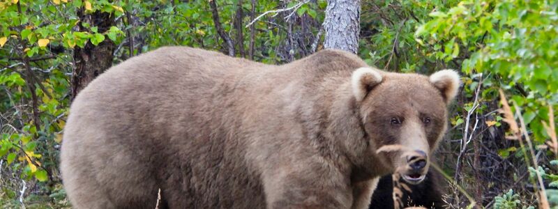 Über die Sommermonate konnte die Bärin Grazer viele Lachse fangen. - Foto: M. Carenza/National Park Service via AP/dpa