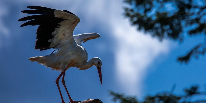 Erst vor rund 1000 Jahren kam der Storch nach Norddeutschland (Archivbild) - Foto: Jens Büttner/dpa