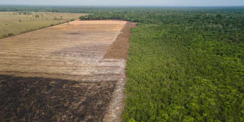 Verbrannte und abgeholzte Flächen wie hier im Amazonas-Gebiet sollen künftig durch das Gesetz verhindert werden. (Archivbild)  - Foto: Fernando Souza/Zuma Press/dpa