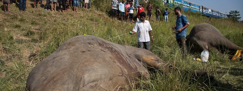 Wildlebende Elefanten werden in Indien immer wieder Opfer von Zugunglücken. Intelligente Systeme sollen helfen, das zu verhindern. - Foto: picture alliance / Anupam Nath/AP/dpa