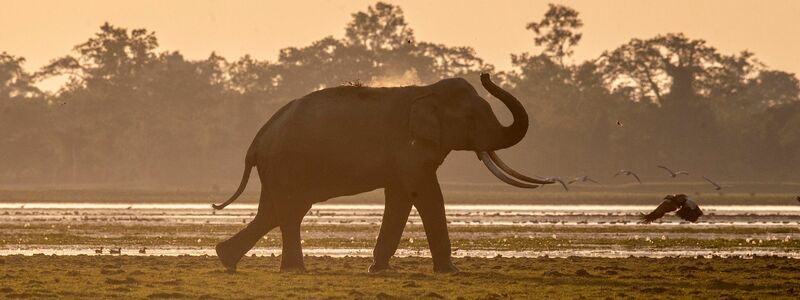 Indien hat mehrere Systeme mit Künstlicher Intelligenz entwickelt, um seine Elefanten besser zu schützen. - Foto: Anupam Nath/AP/dpa