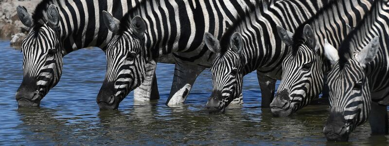 Bei Zebras sind Fellmuster einzigartig und so entschlüsselbar. - Foto: Chen Cheng/XinHua/dpa