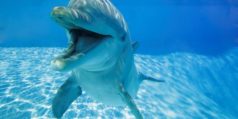 Der sogenannte einen Open-Mouth-Ausdruck wird hauptsächlich während sozialem Spiel mit anderen Delfinen oder - seltener - Menschen gezeigt, fast nie beim Einzelspiel. (Handout) - Foto: -/ZooMarine, Italy/dpa