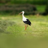 Zum Start in das letzte Wochenende des Jahres kommt etwas mildere Luft nach Deutschland  - Foto: Silas Stein/dpa