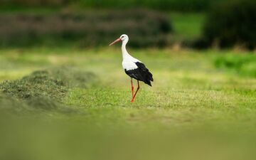 Zum Start in das letzte Wochenende des Jahres kommt etwas mildere Luft nach Deutschland  - Foto: Silas Stein/dpa