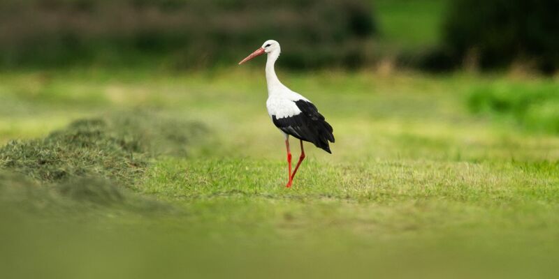 Zur Wochenmitte hat das verregnete Wetter voraussichtlich ein Ende.  - Foto: Silas Stein/dpa