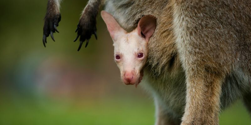 Olaf hätte in der Wildnis kaum Überlebenschancen. - Foto: Symbio Wildlife Park/dpa