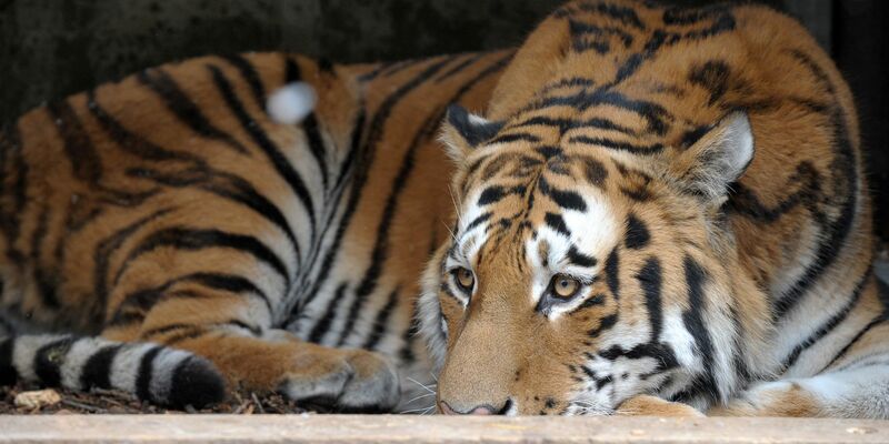Mehr als 50 Raubkatzen sind bereits verendet. (Symbolbild) - Foto: Ronald Wittek/dpa