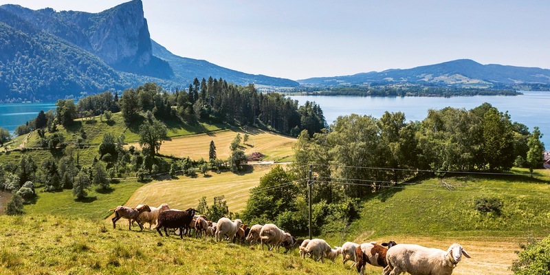 Bio-Erlebnistage im Naturpark Bauernland / Irrsee Mondsee Attersee - Foto: presseportal.de