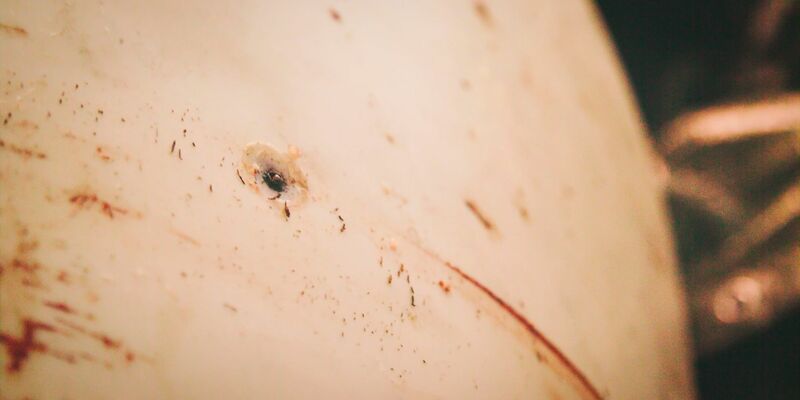 Der Obduktionsbericht fand keine Anzeichen dafür, dass Hvaldimir erschossen wurde. - Foto: Onewhale.Org/NTB/dpa