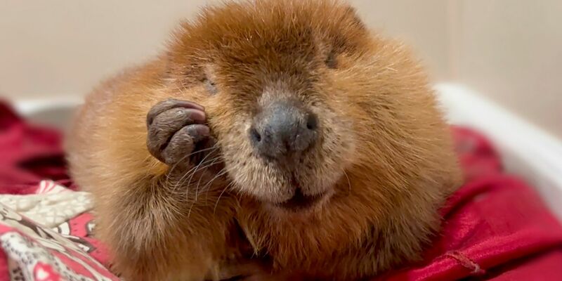 Die Biber-Dame ist nicht gerne draußen. - Foto: Jane Newhouse/Newhouse Wildlife Rescue/AP