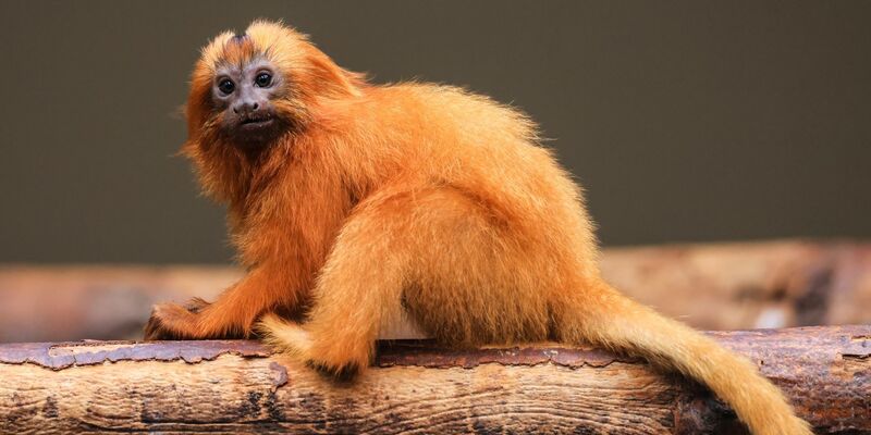 Die kleinen Löwenäffchen kommunizieren über zwitschernde Laute miteinander.  - Foto: Oliver Berg/dpa