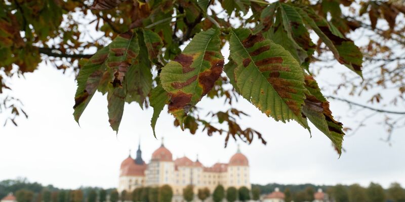 Herbst am Schloss Moritzburg nahe Dresden. - Foto: Sebastian Kahnert/dpa